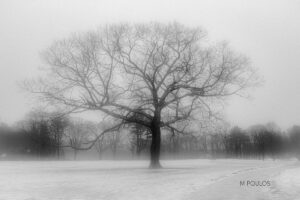 bare tree in wither