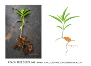 Peach tree seedling