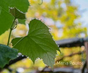 raindrops on grapes
