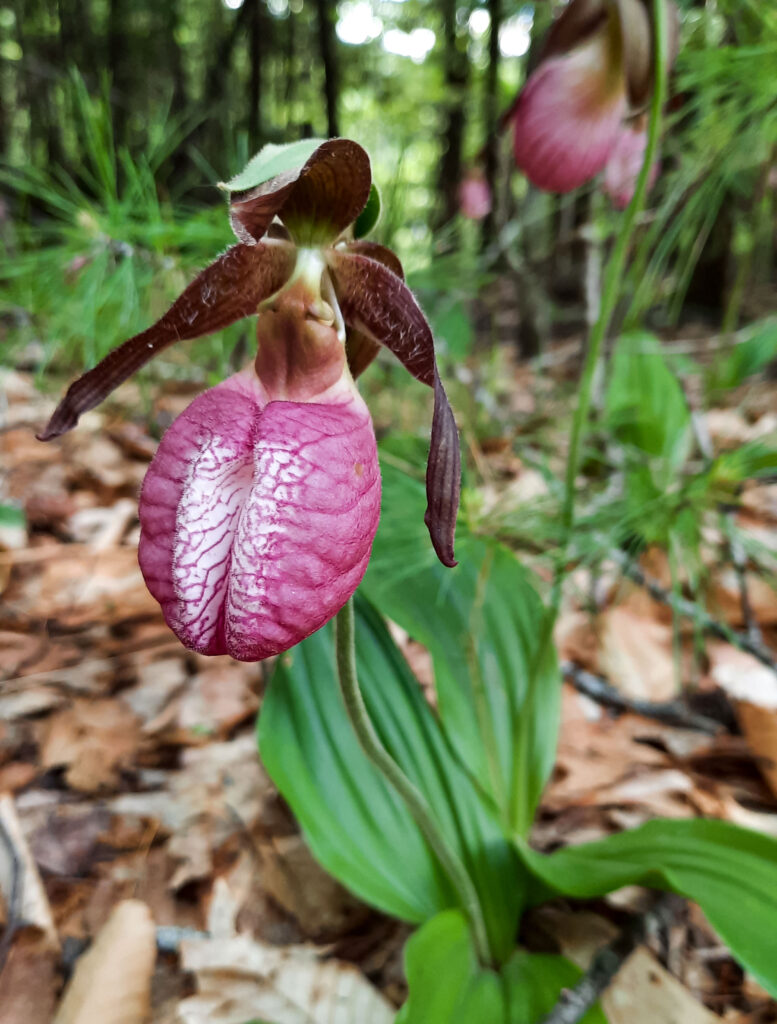 Lady Slipper Northwoods, NH