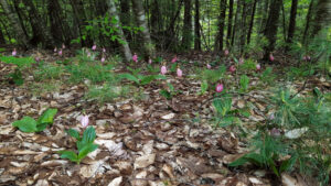 The mother load of Lady Slippers