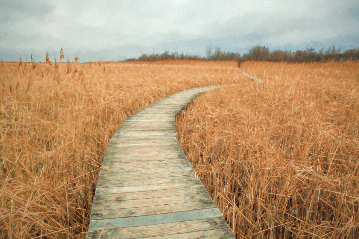 the great divide - plum island marsh